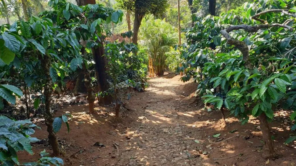 Madikeri Coffee Plantations