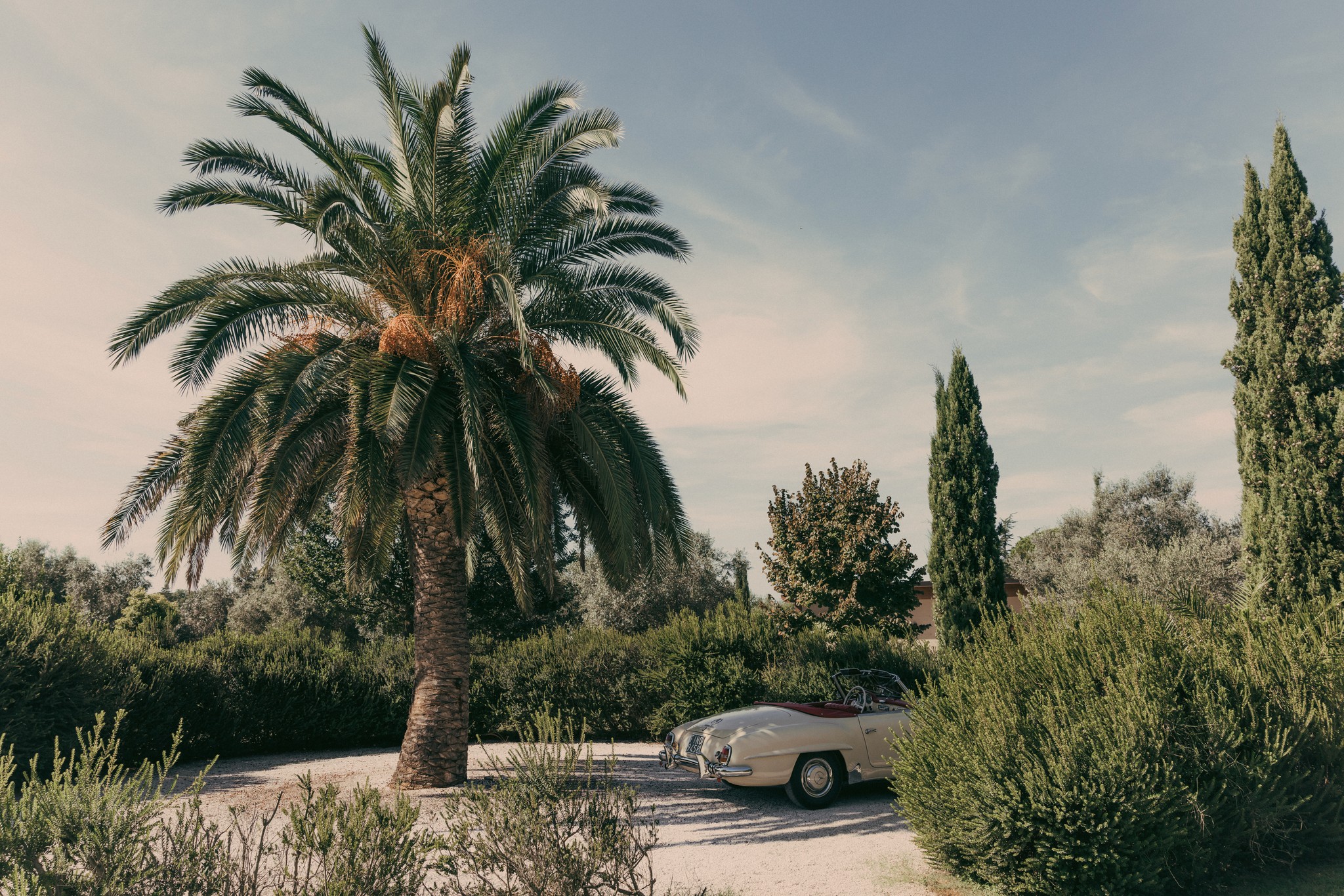 Mercedes d'epoca parcheggiata tra palma e cipressi a Bolgheri, reportage matrimoniale Fotolize