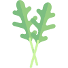 Rucola