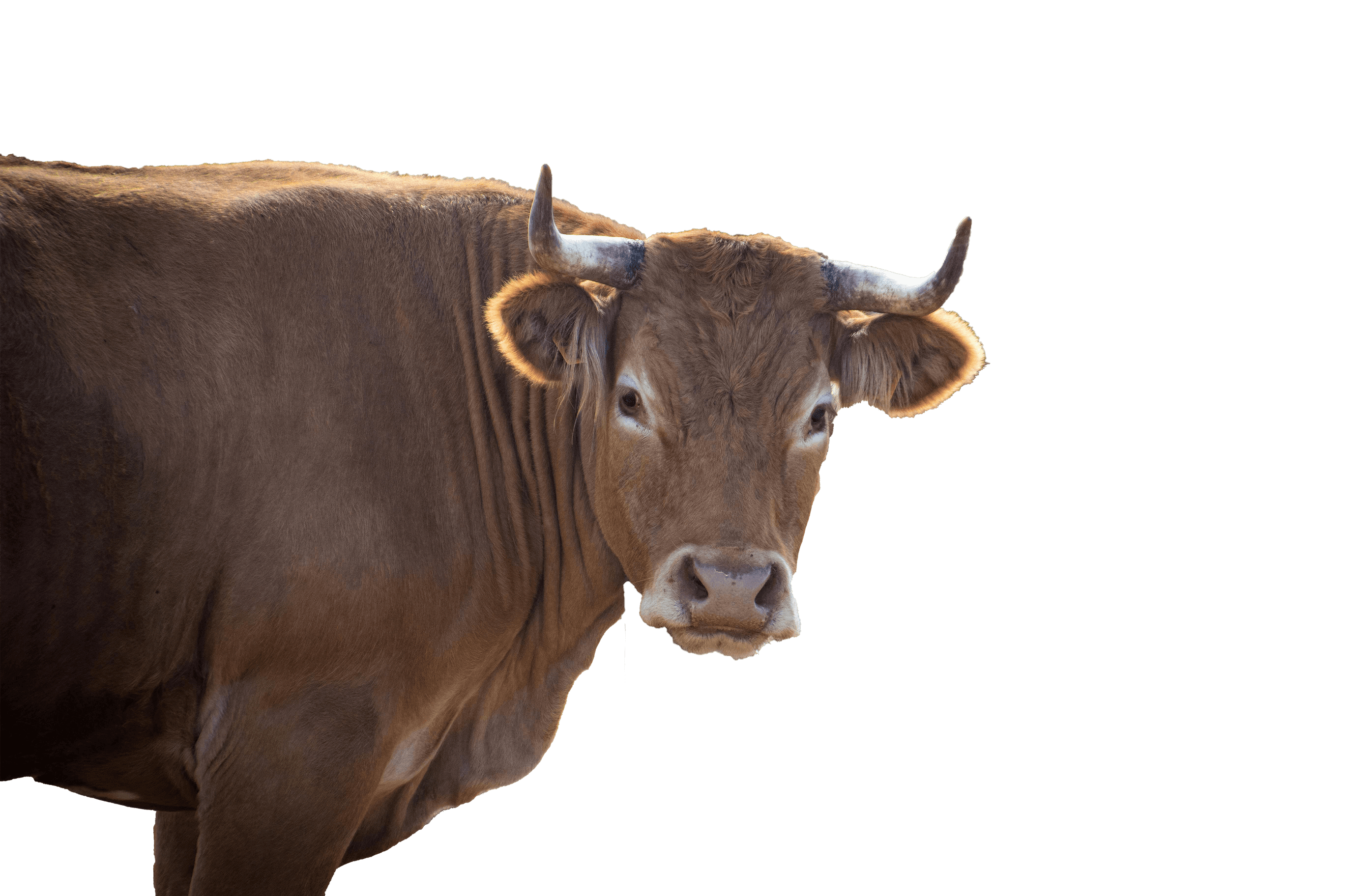 A brown cow with prominent horns stands on a clear background, showcasing its strong, muscular build and smooth coat, perfect for illustrating cattle farming or livestock imagery.