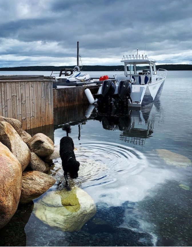 Dog walking through water, boat in the near distance