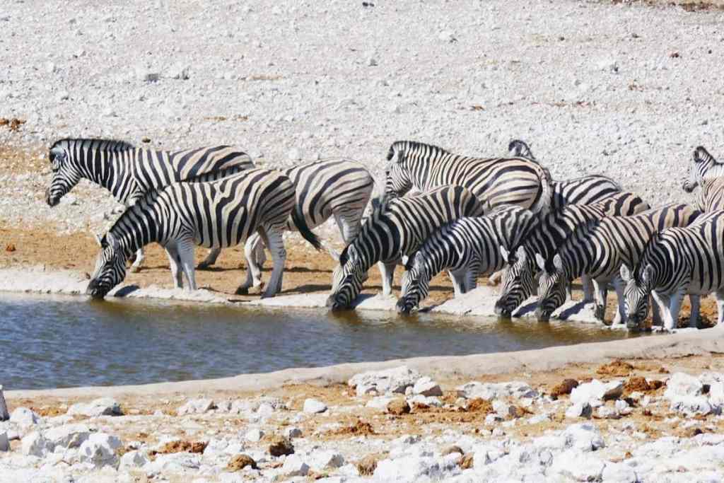Zebras at the watering hole, Namibia