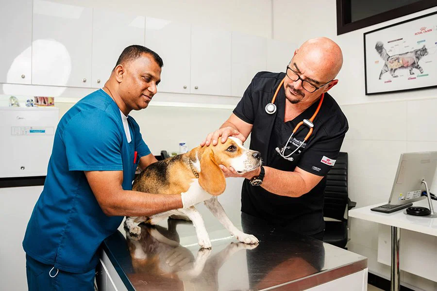 Two veterinarians are preparing a dog for pet neutering.