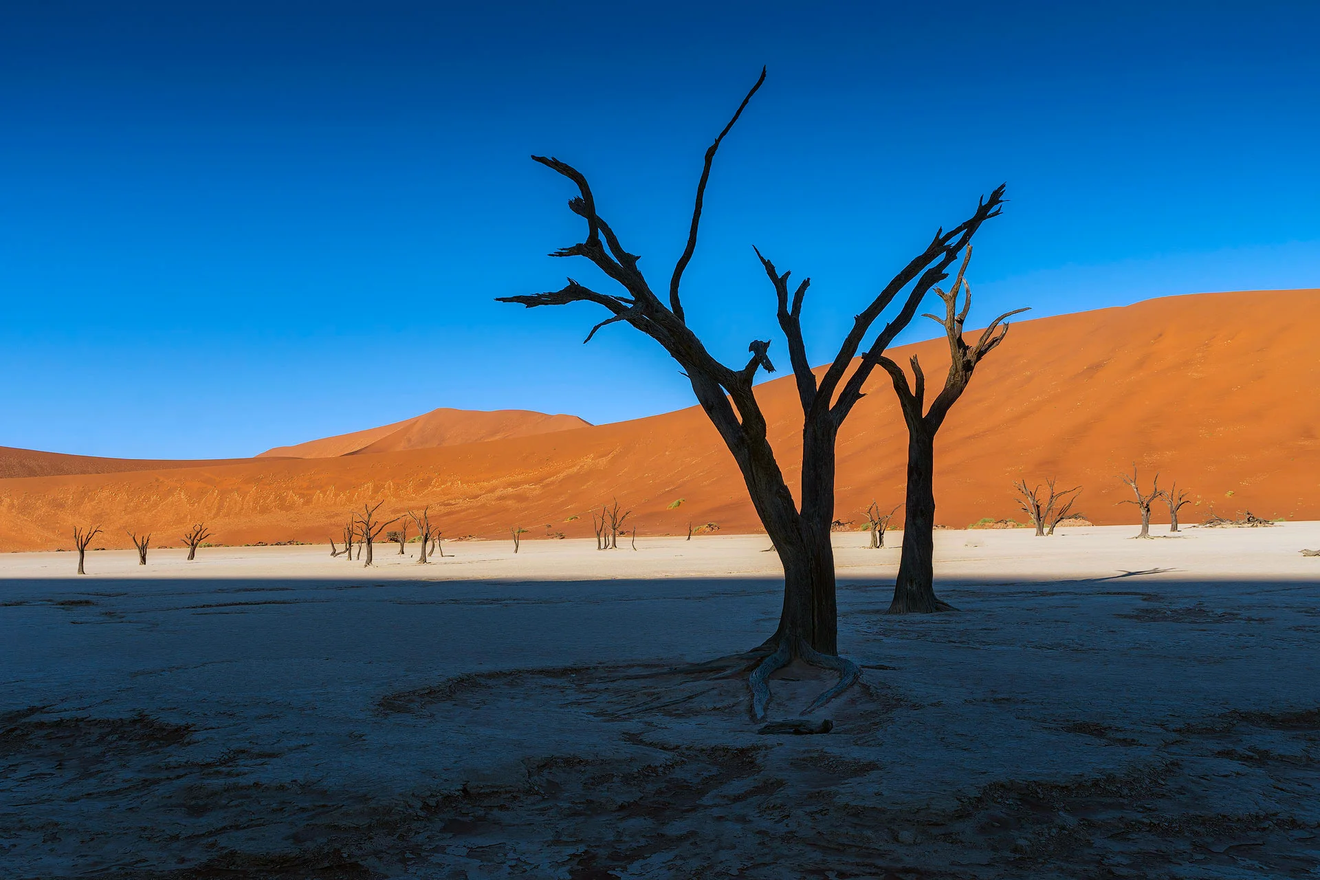 Arboles petrificados de Deadvlei, Namibia