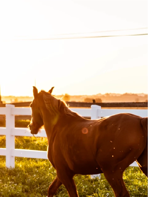 brown horse on brown grass field during daytime