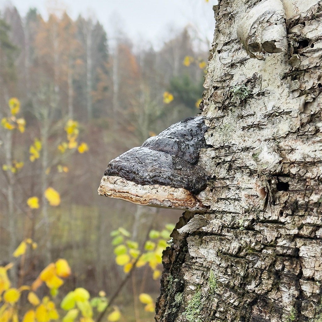 photo of brown wood slab