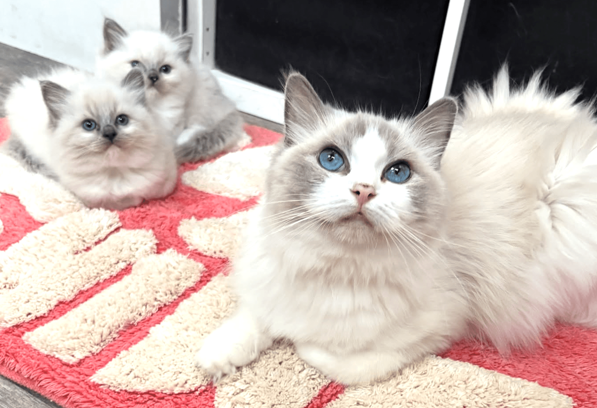 Chatons ragdoll Belgique