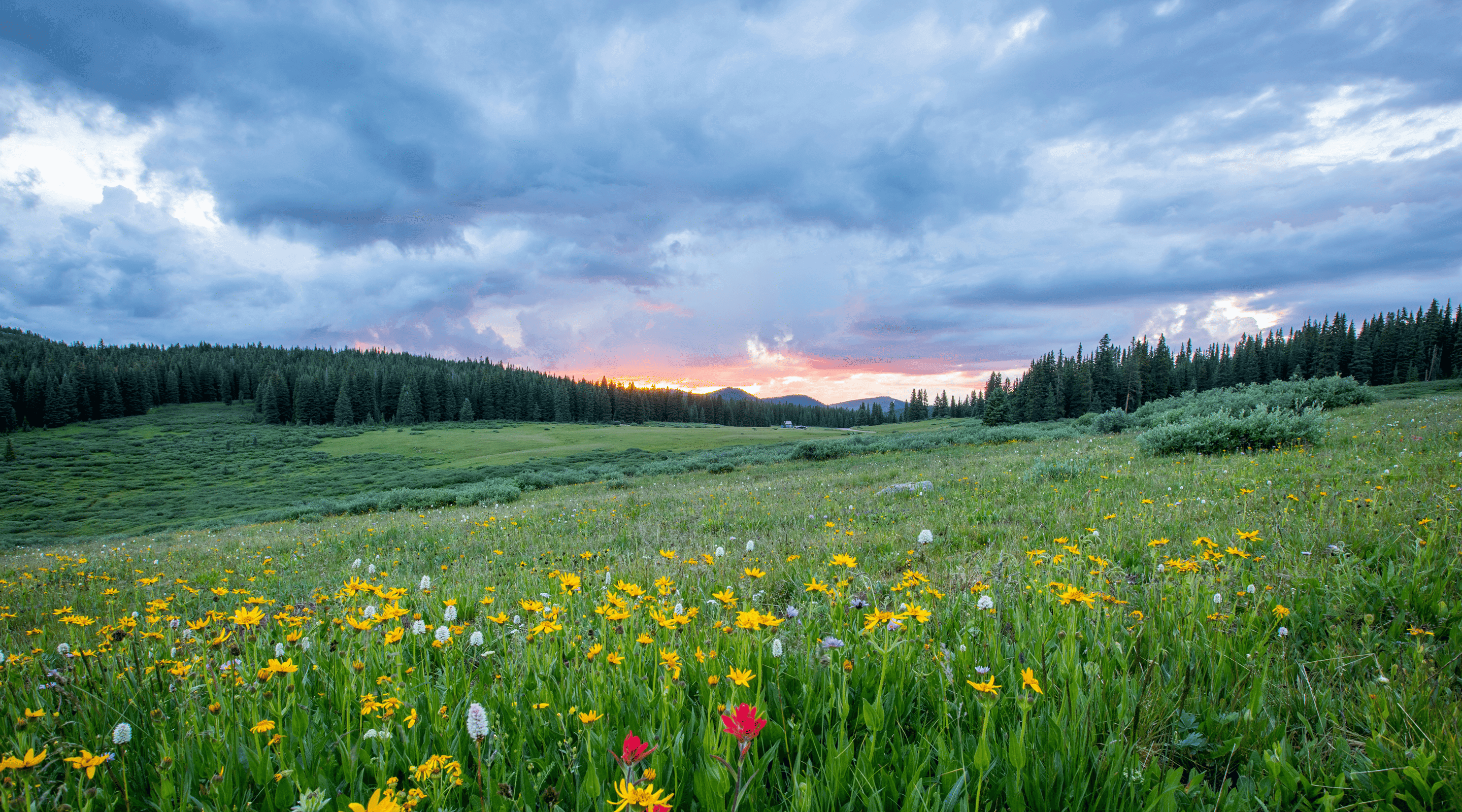 Alpine meadow with wildflowers in the foreground, a forest and dramatic cloudy sky in the background