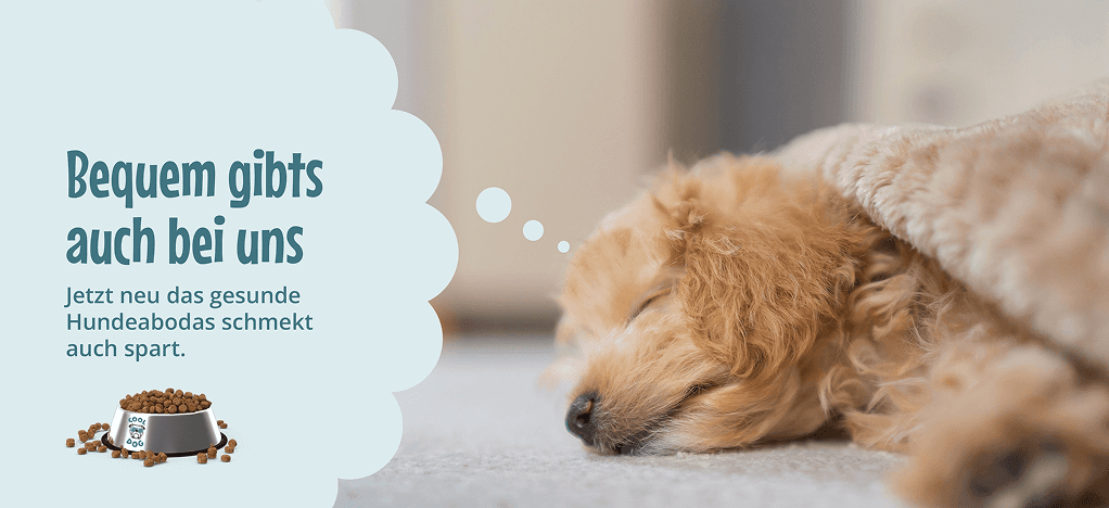 Cool Dog banner with a close-up of a sleeping golden retriever puppy, headlined "Bequem gibts auch bei uns" with a dog food bowl illustration