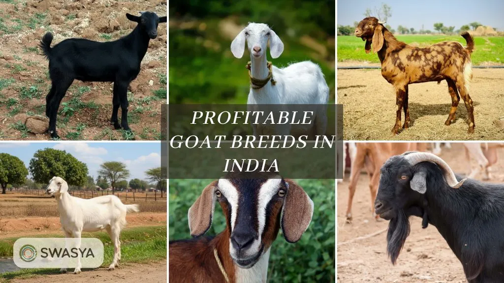 Profitable Goat Breeds in India