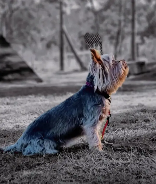 A yorkie looking a the horizon, alert and calm at the same time, facing to the right