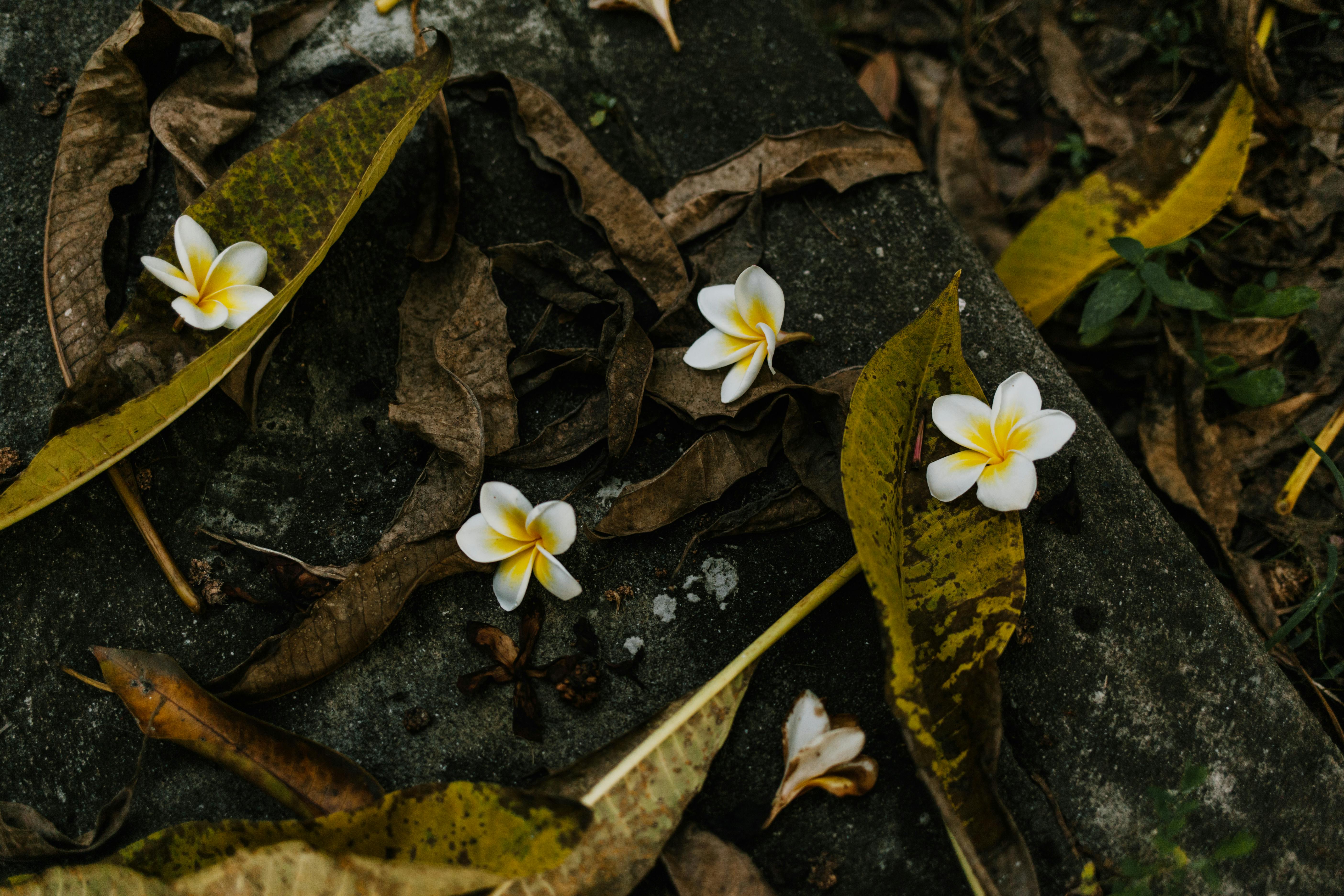 cute flowers on dried leaves