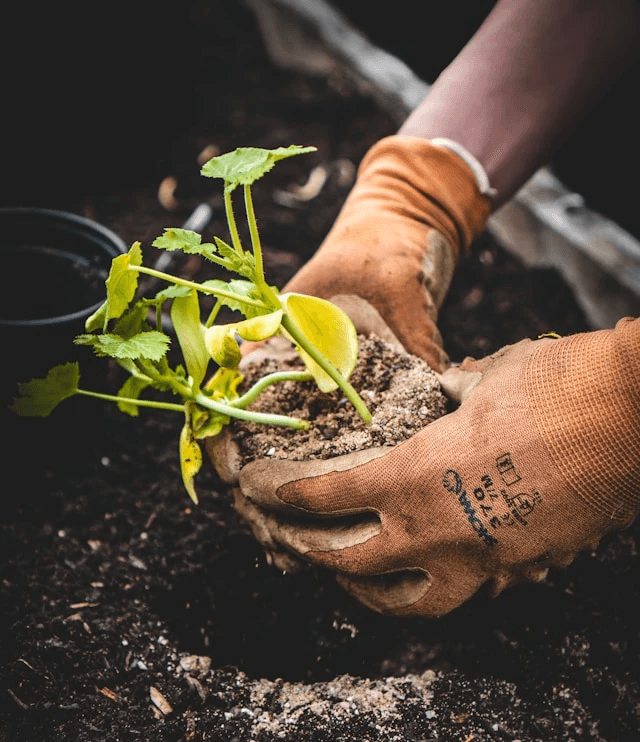 Gloved hands planting a small plant. Photo by Jonathan Kemper on Unsplash