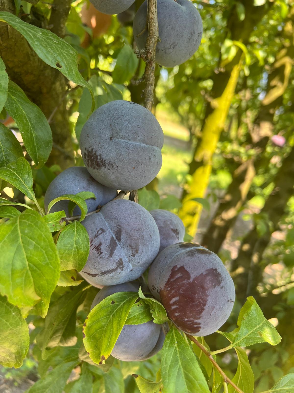 Cluster of juicy plums, direct orchard sourcing.
