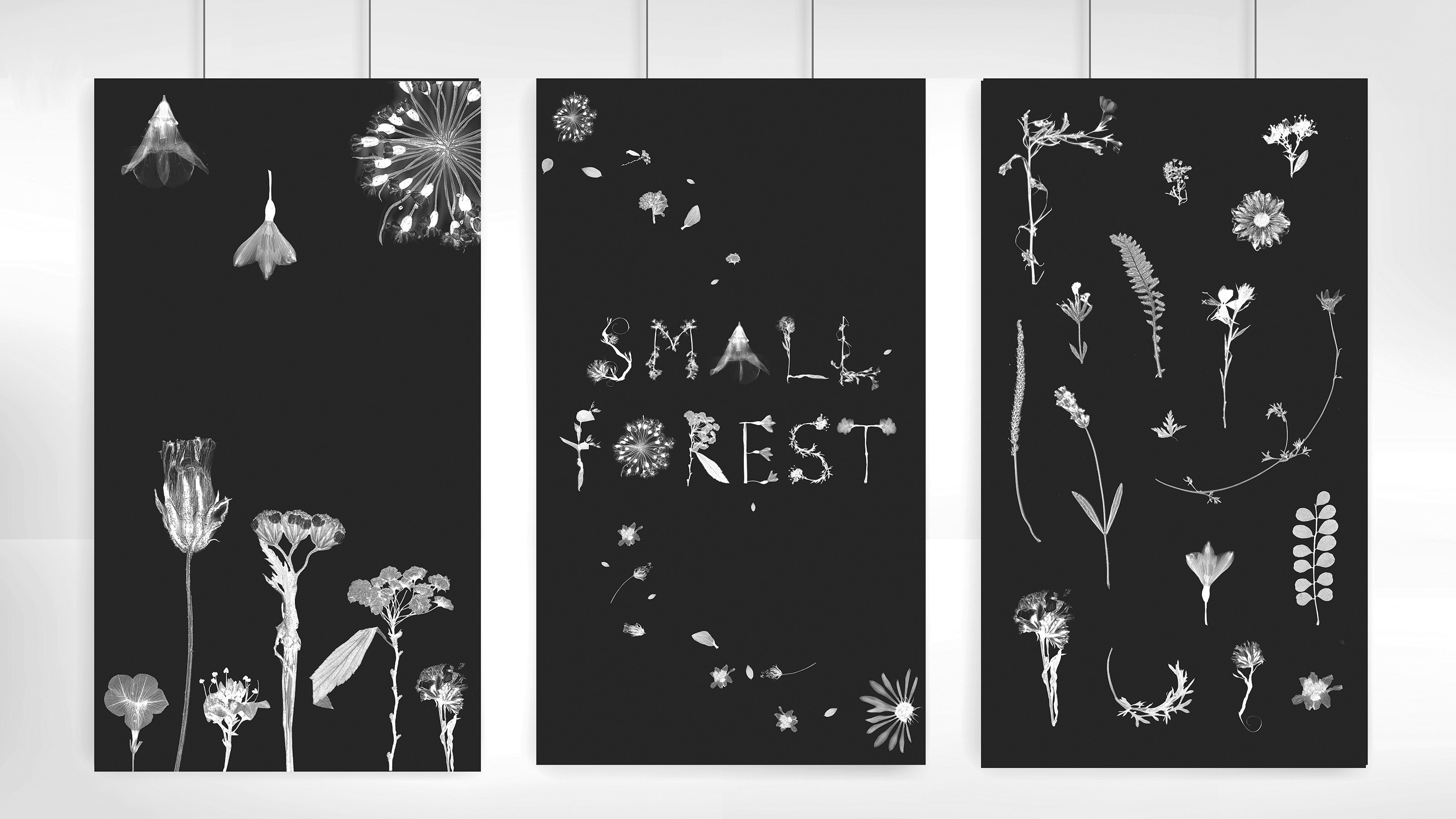 posters by Sophy Lee