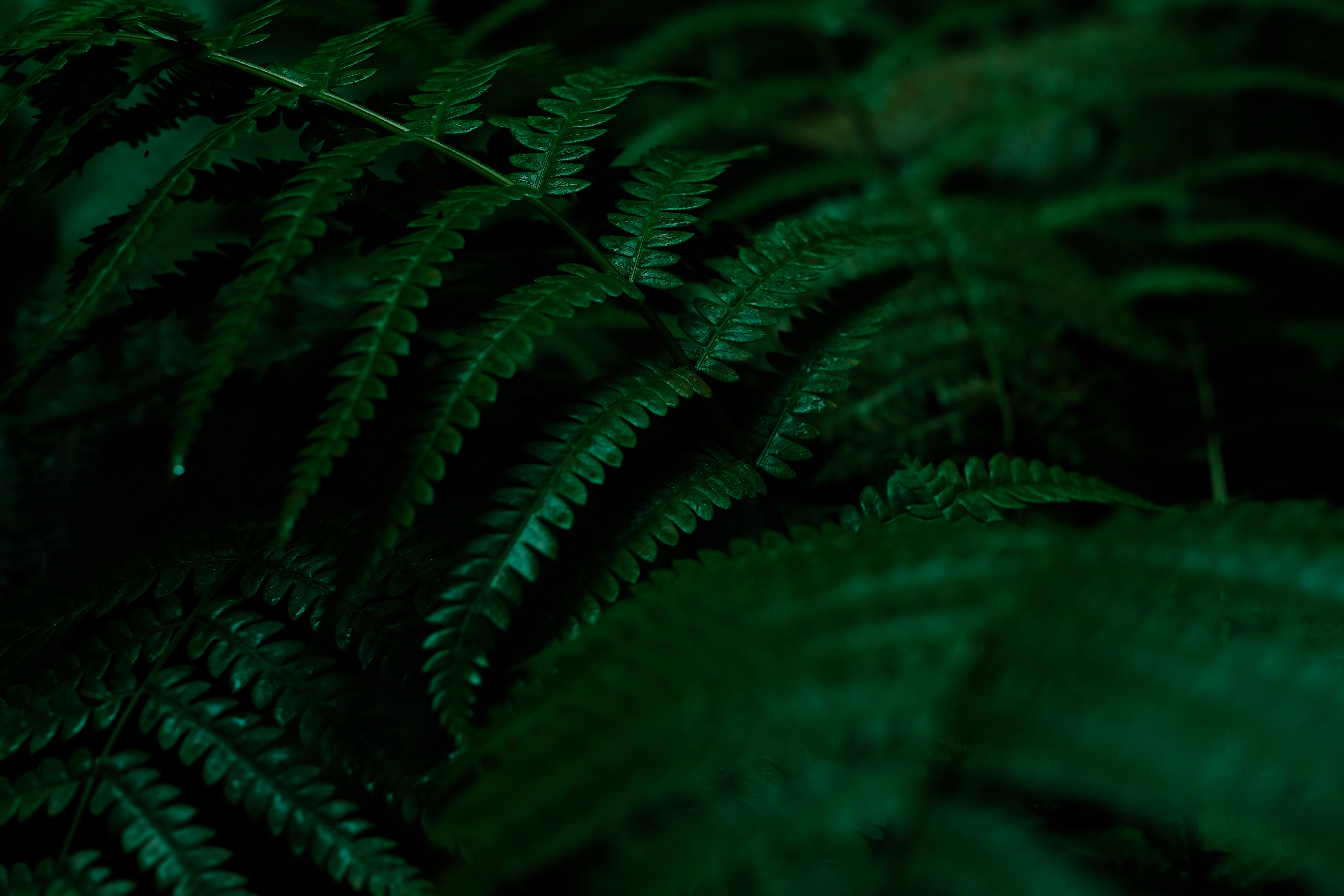 a black female model