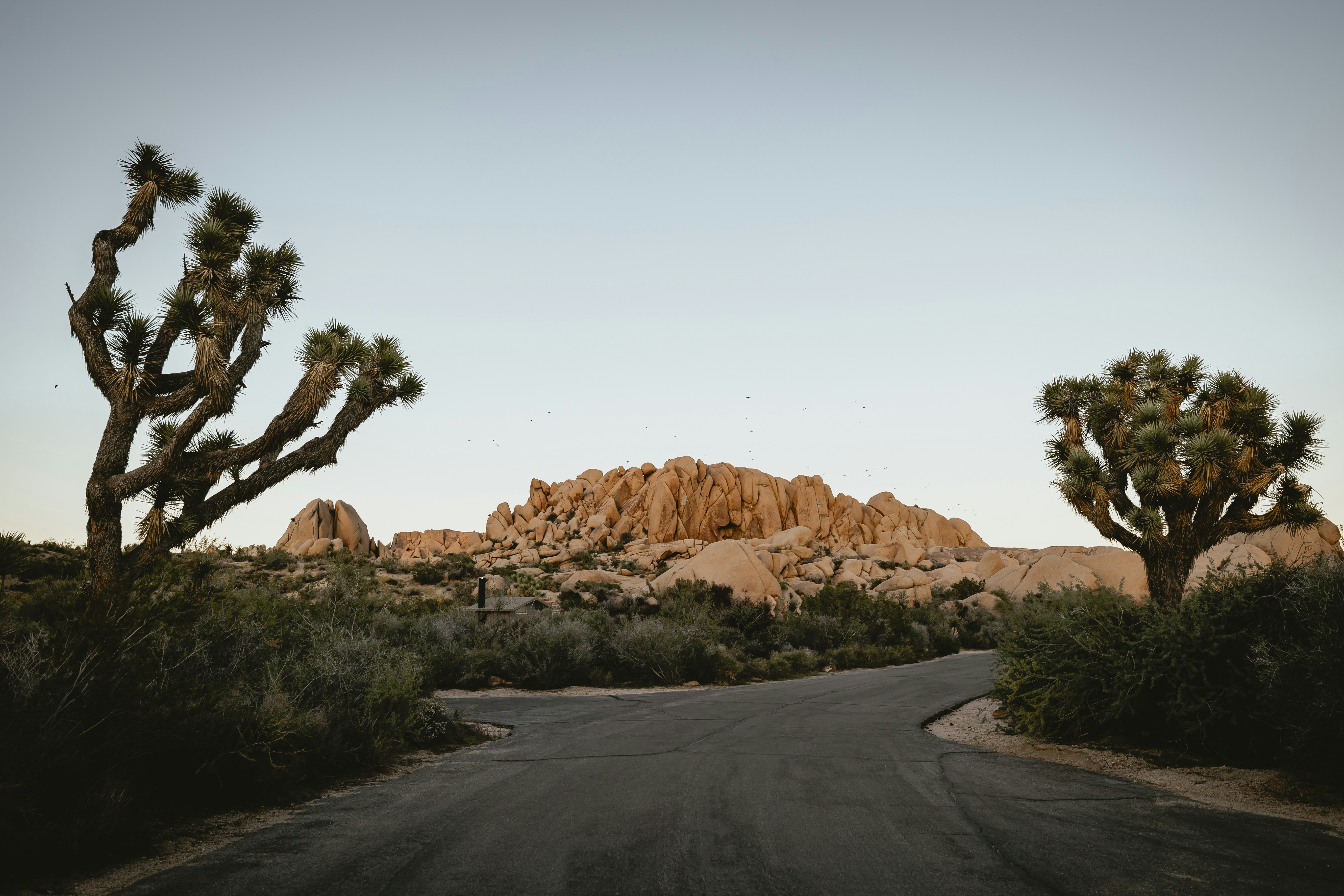 Road leading to joshua trees and rocky hills
