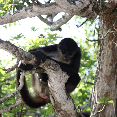 Khỉ nhện ở Catemaco