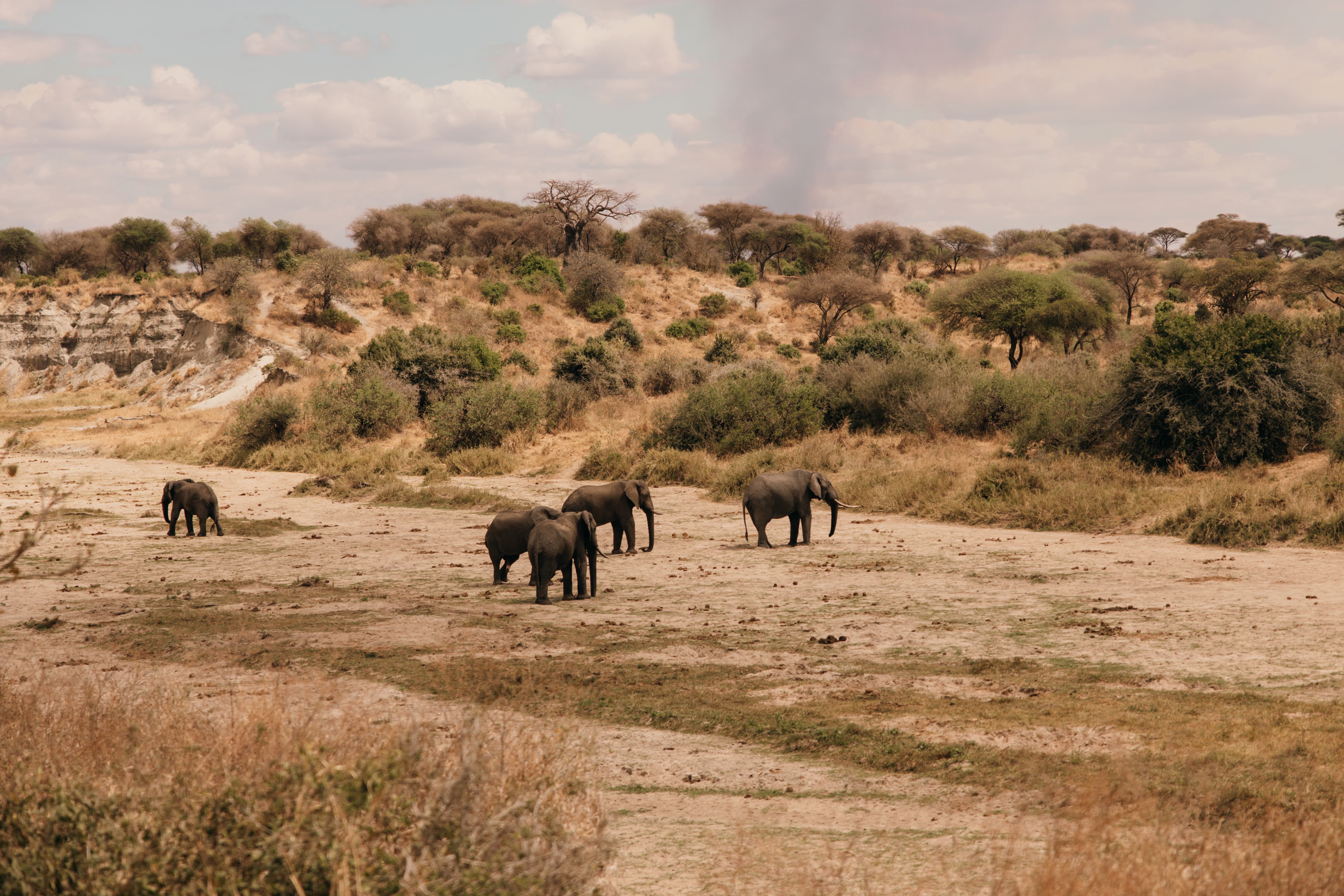 Elephant herd crossing a dry riverbed below the escarpment in Tarangire National Park