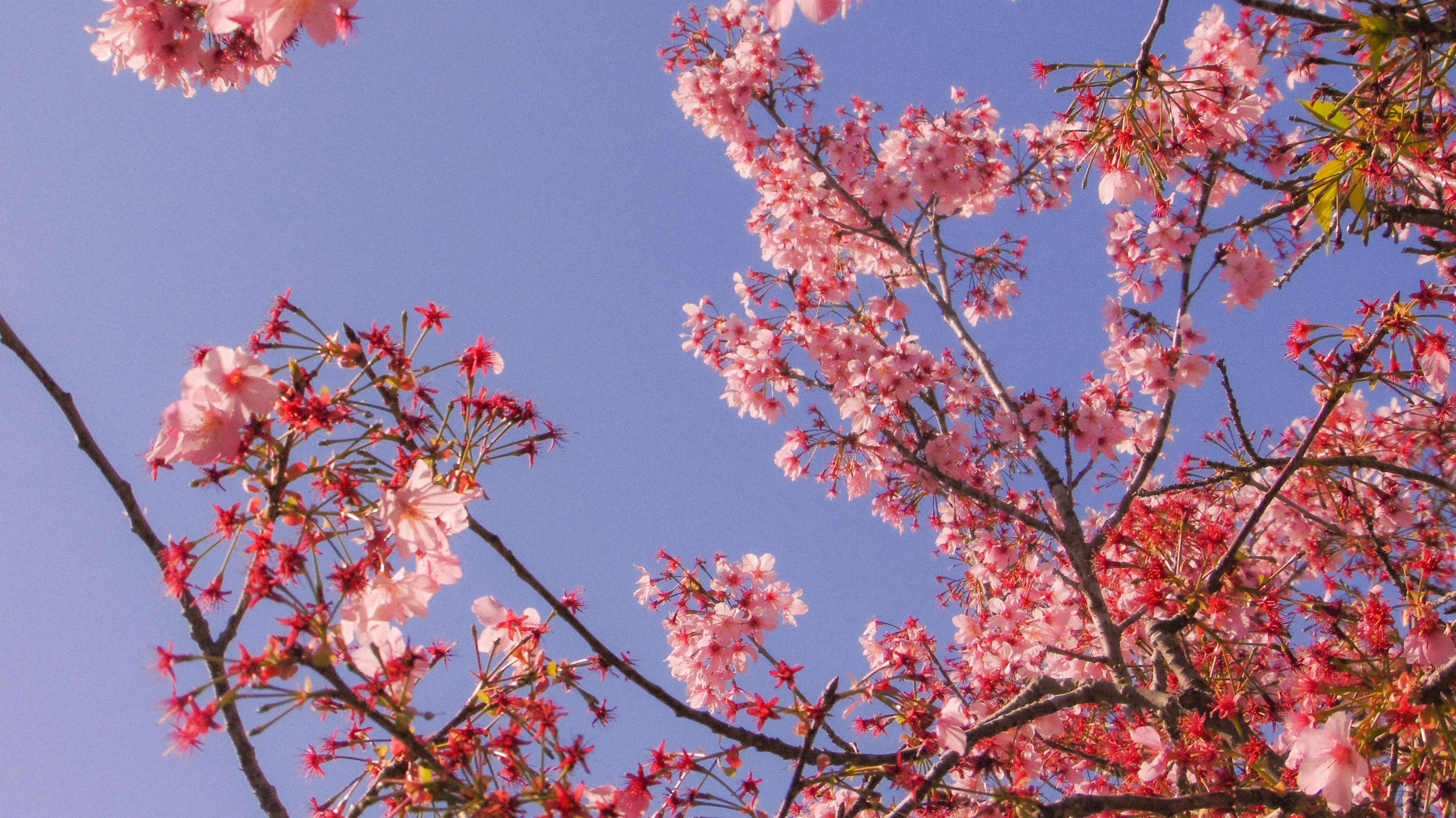 Japanese Friendship Garden