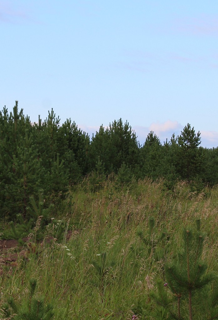 Lesnictví – monitoring zdravotního stavu porostů a mapování škod po kůrovci nebo větru
