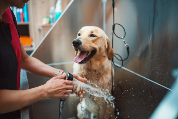 A dog having a bath which is a part of a customized pet grooming package