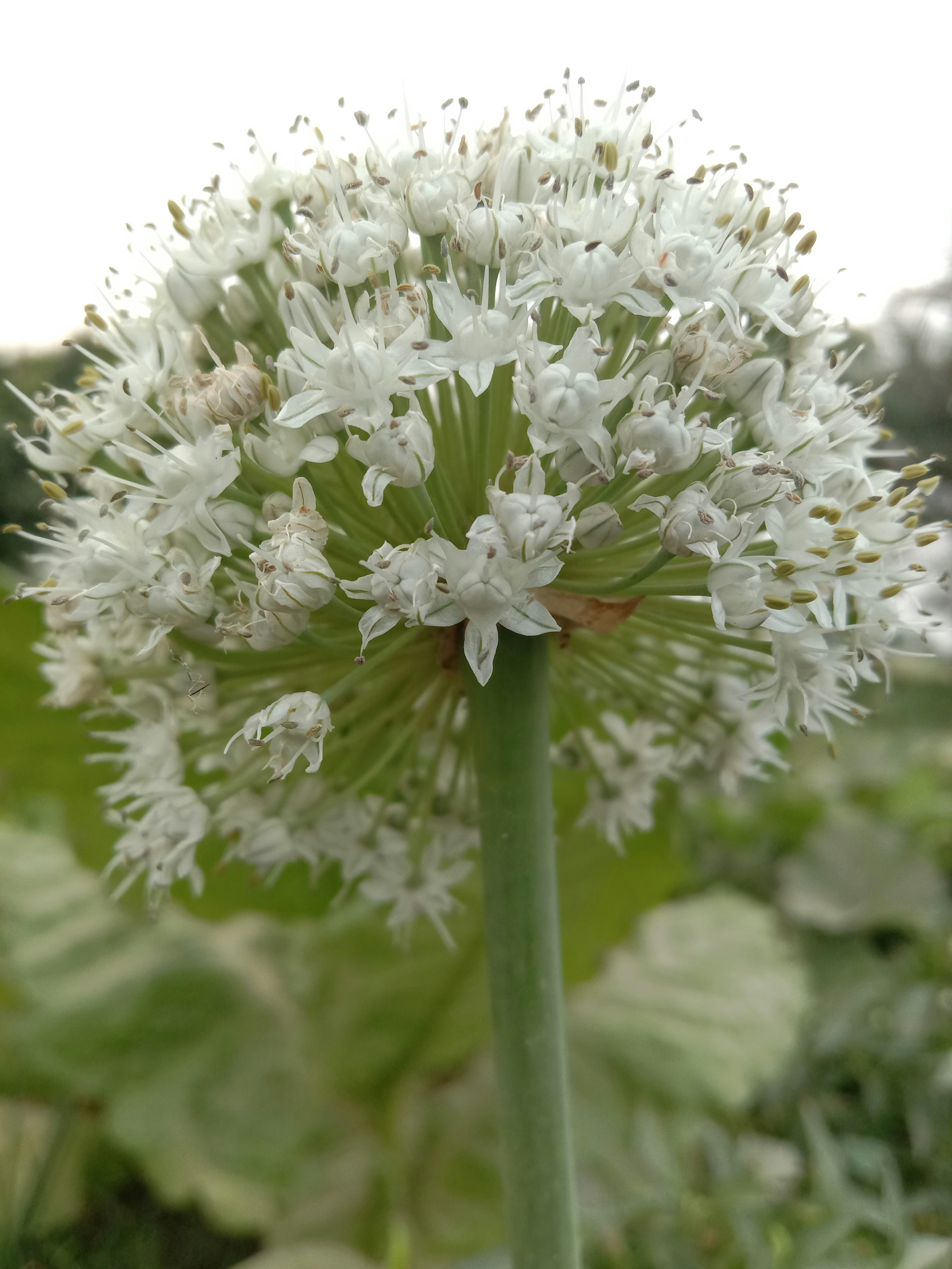 a close up of a white flower in a field