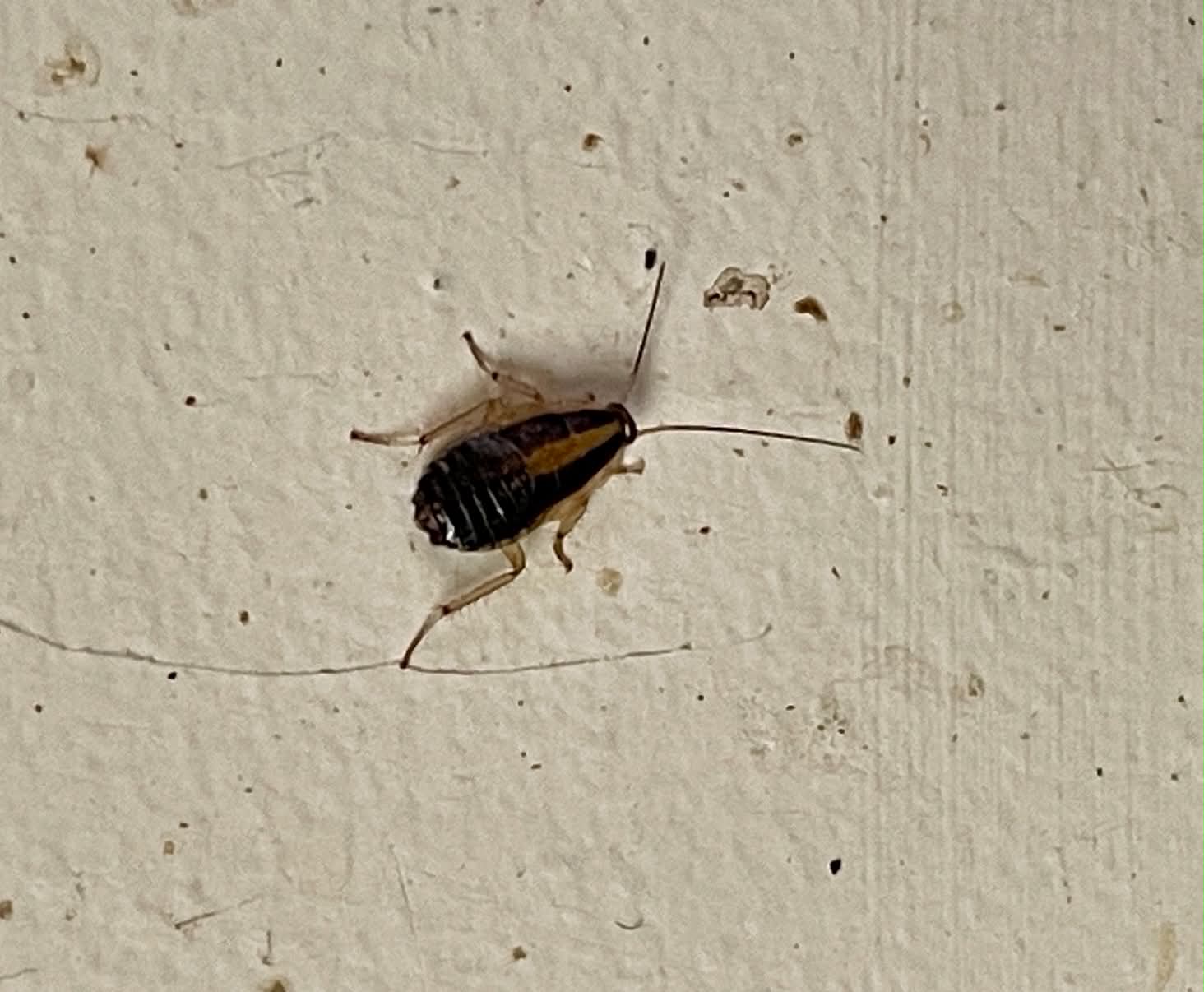 Roach Control in Johnson City TN