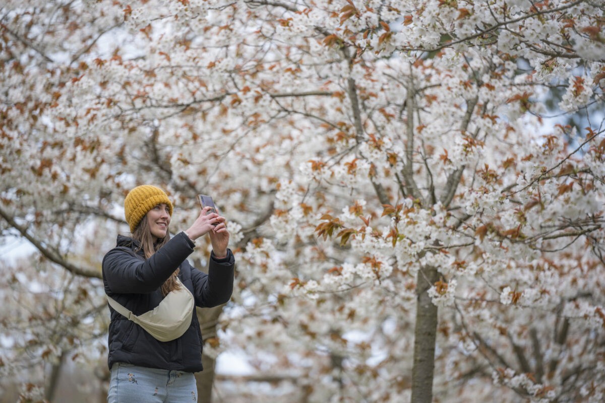 A person in a hat taking a picture under a blooming cherry blossom tree.