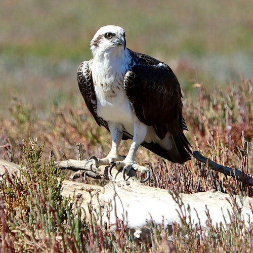 Mandurah: Giant & Dolphin Guided Sightseeing Cruise tickets