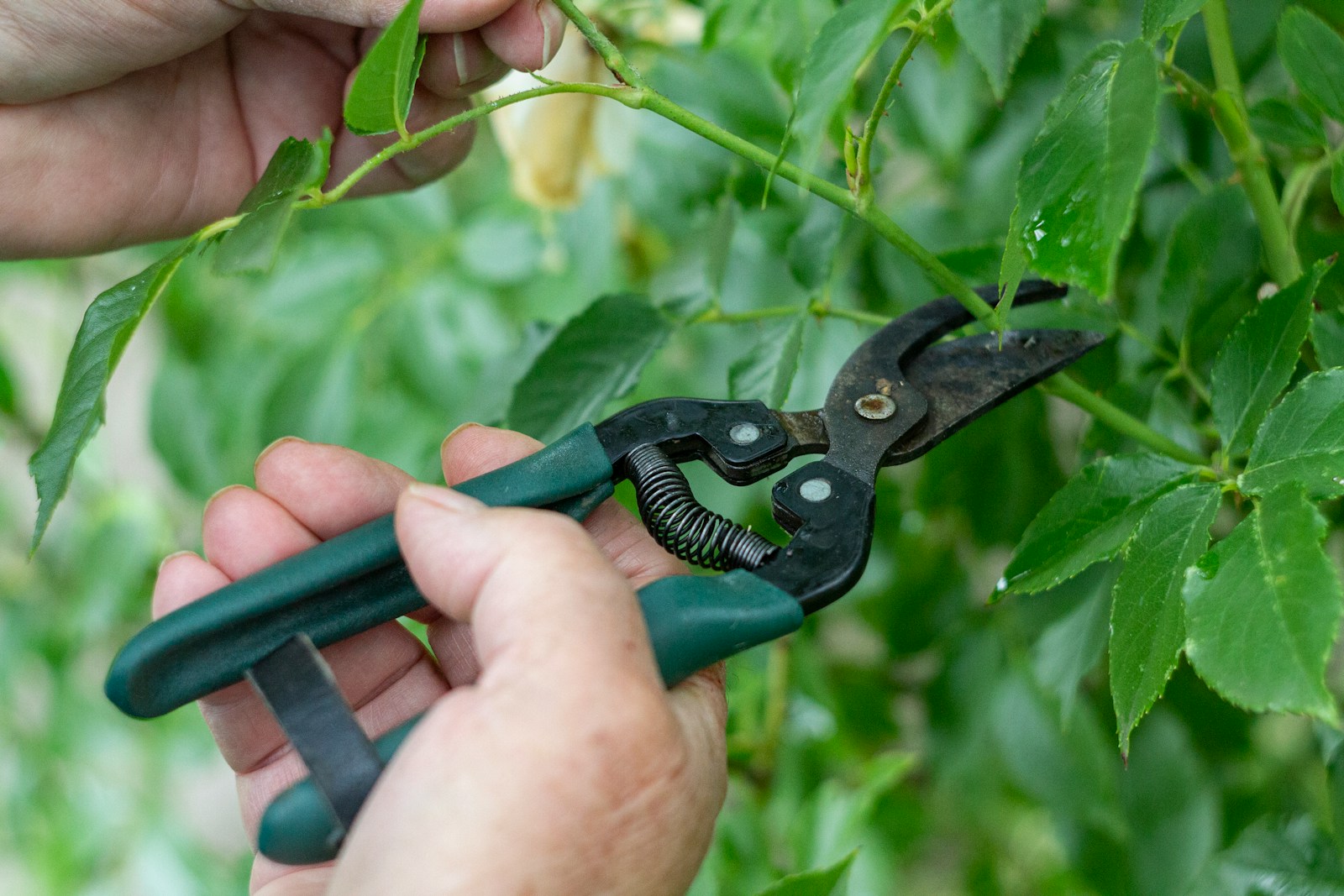 Close-up of hand pruners trimming a leafy shrub