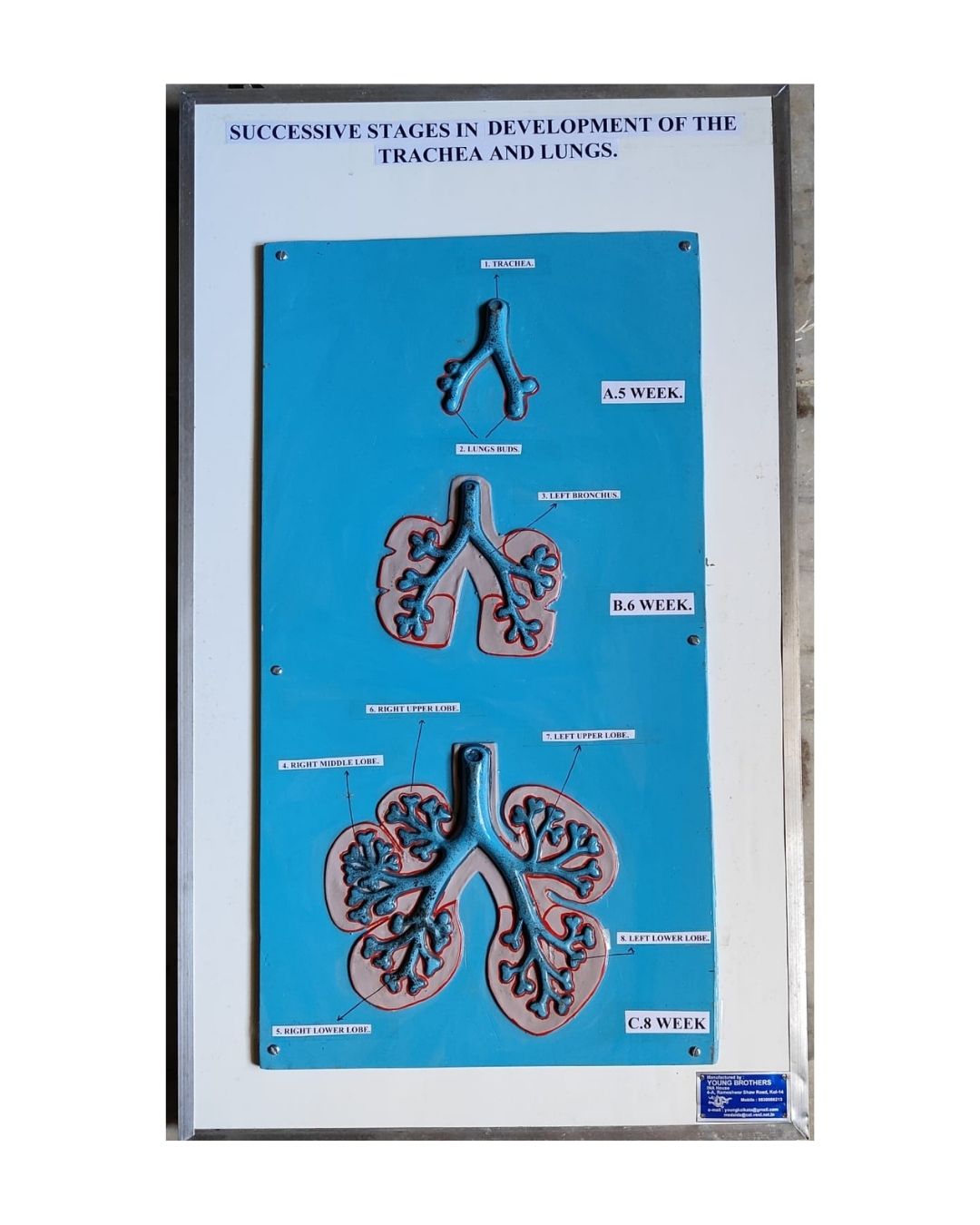 Successive Stages in Development of the Trachea and Lungs