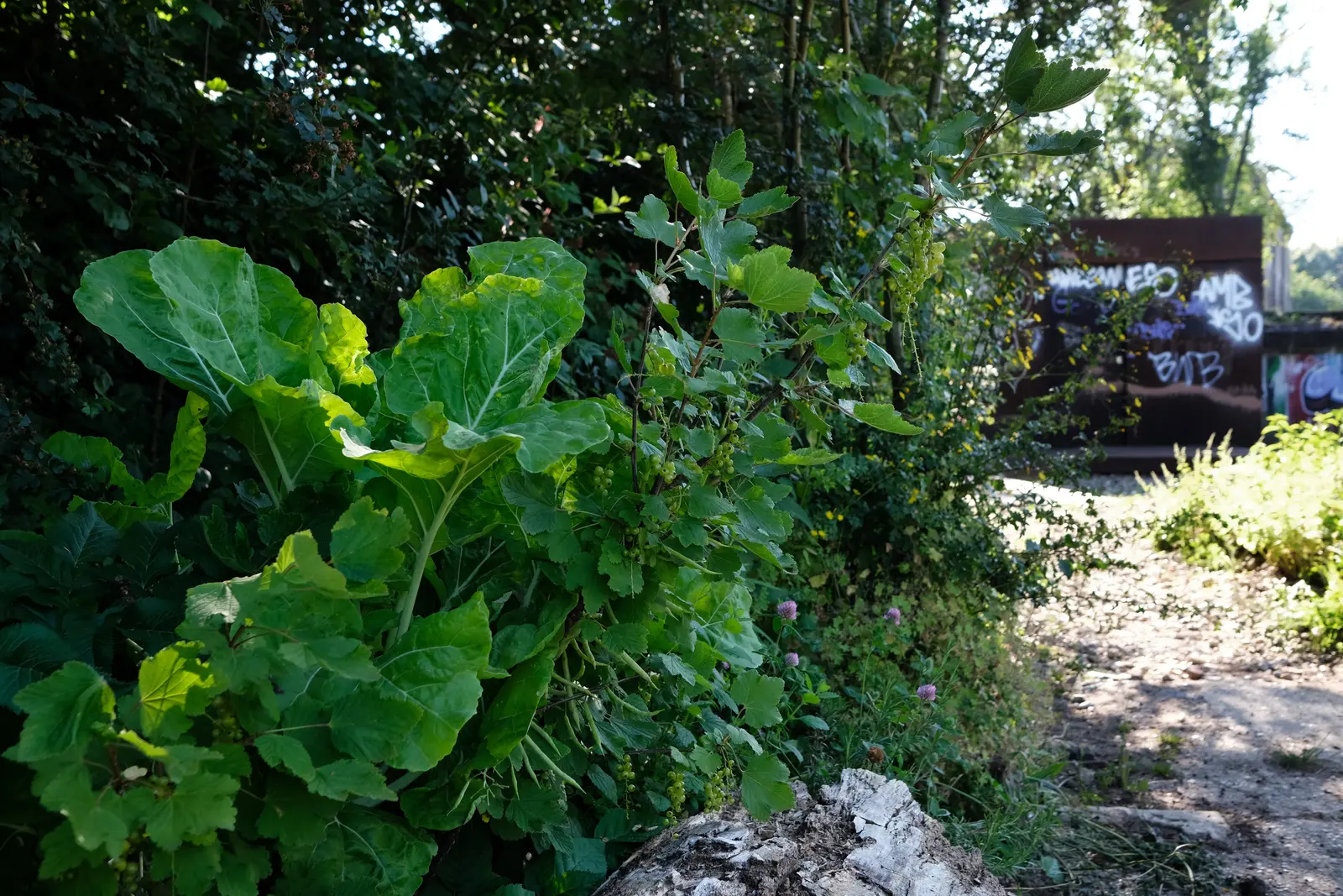 Lush green foliage with a shadowy figure in the background near a gravel path. Bright, sunny day.