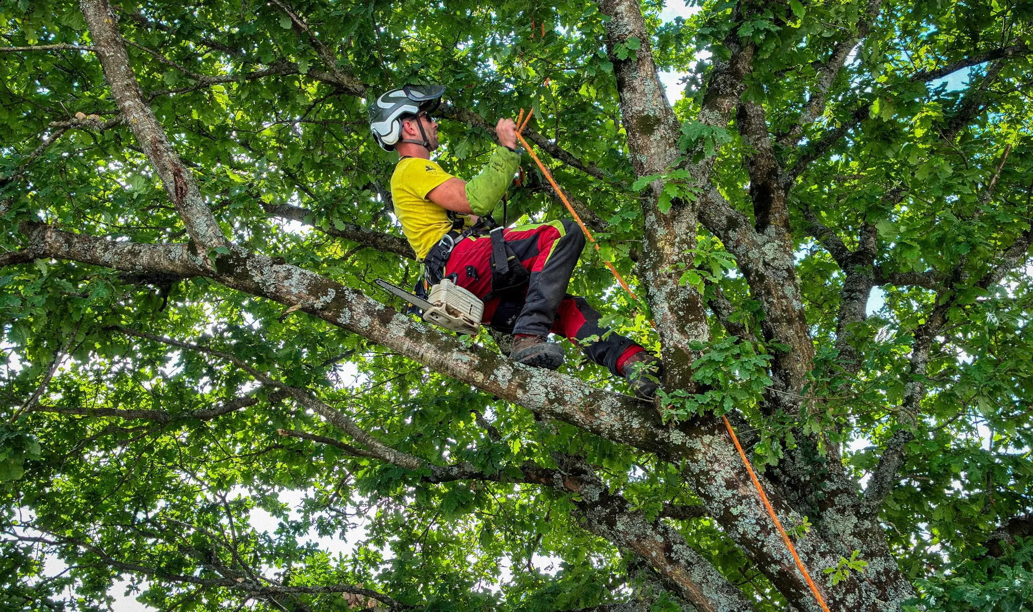 photo grimpeur elagueur