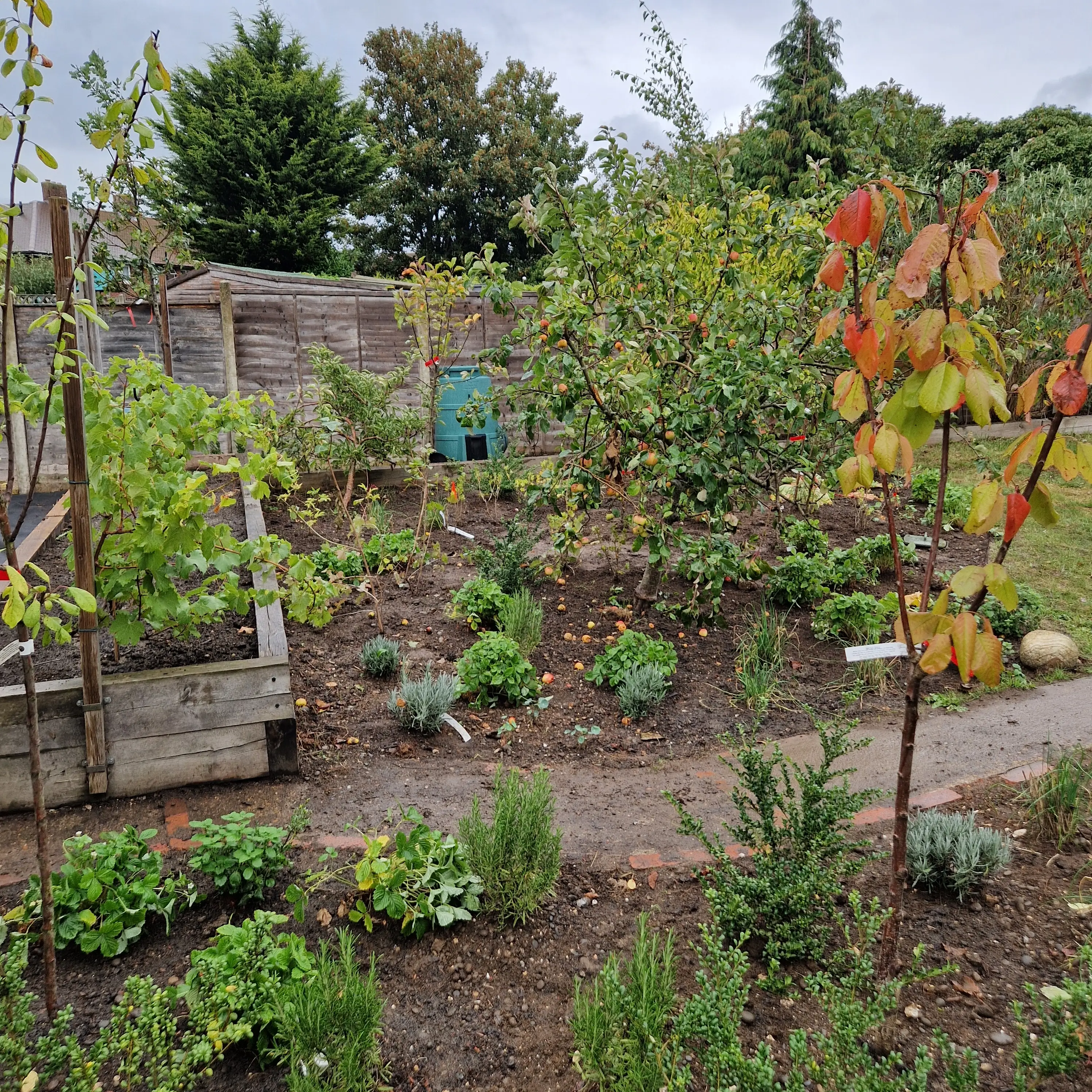 A lush garden featuring various plants and a winding path, with trees displaying vibrant autumn colors.