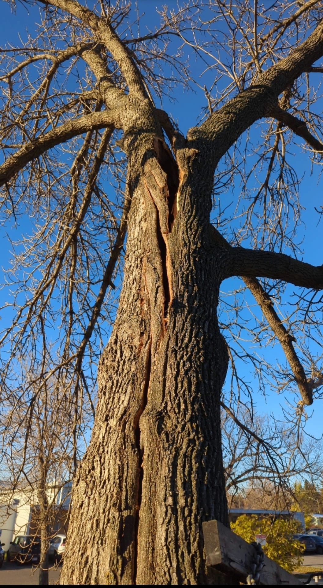 A large tree with a severe split.