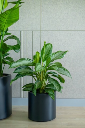 Właścicielka officejungle przy roślinach z realizacji