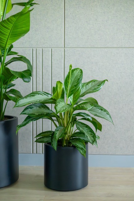 Właścicielka officejungle przy roślinach z realizacji