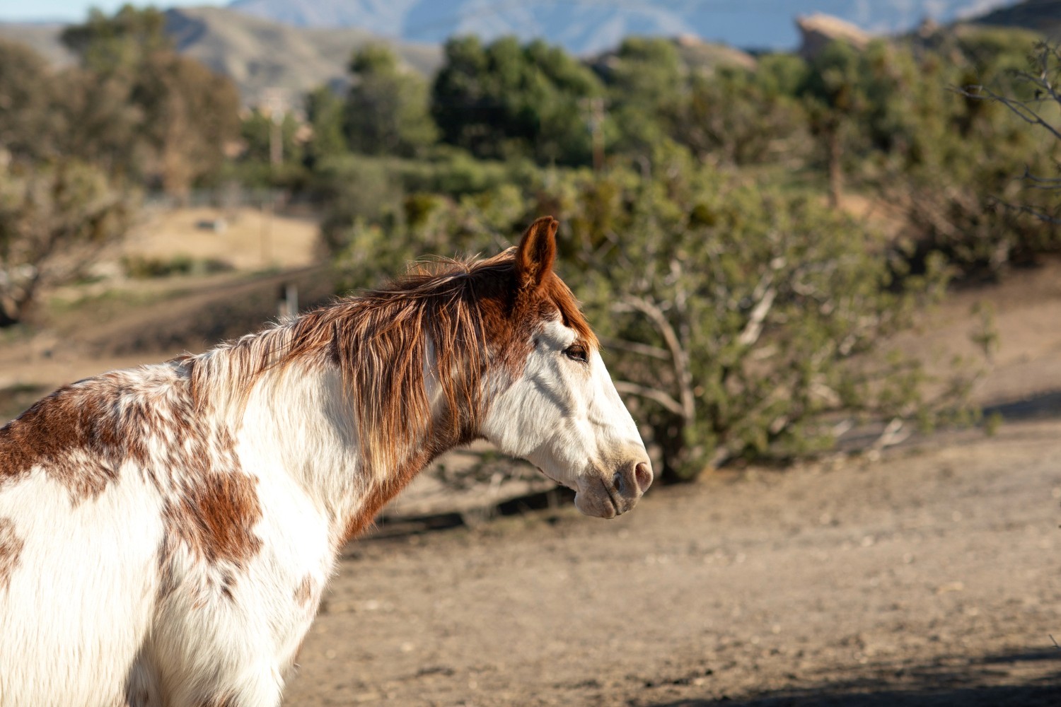 Horses Image