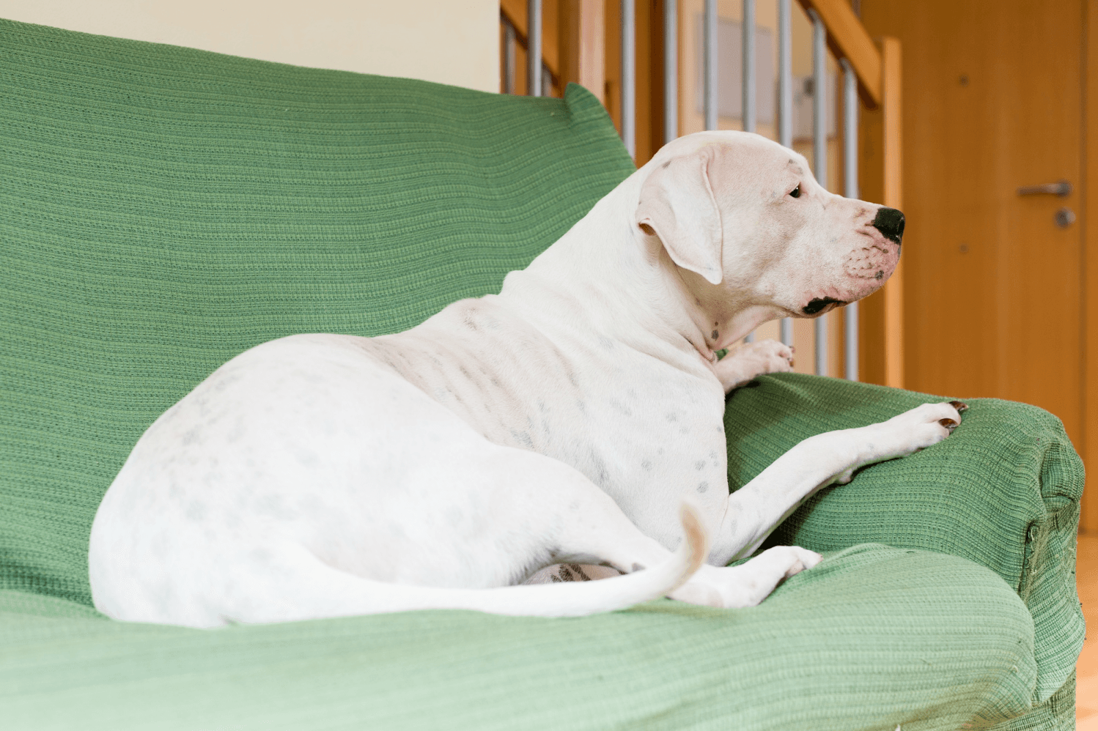 Dog lying on a green sofa, possibly in a resting stage of pregnancy.