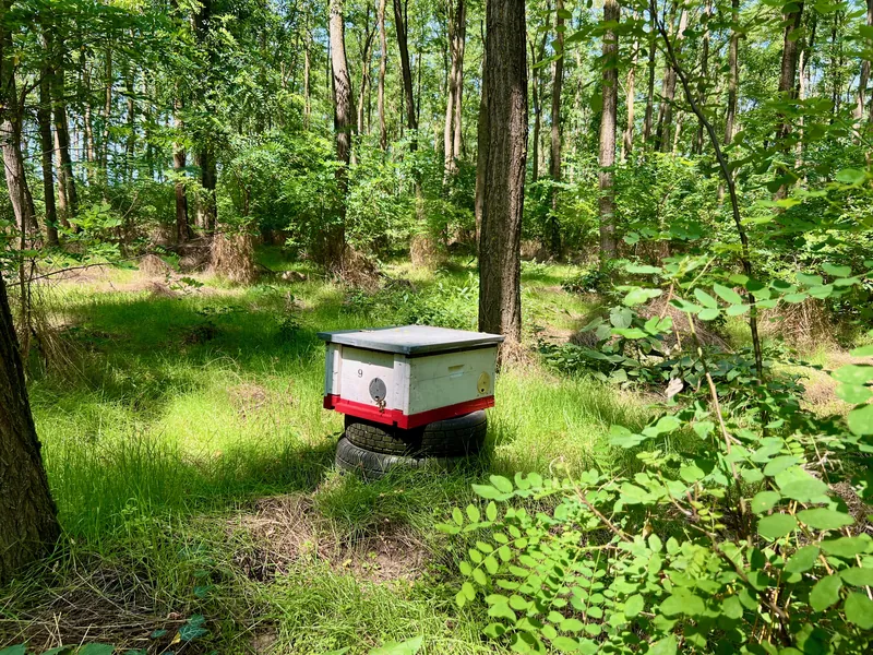 Kaptár a méherdőben a Bazsó Méhészetnél