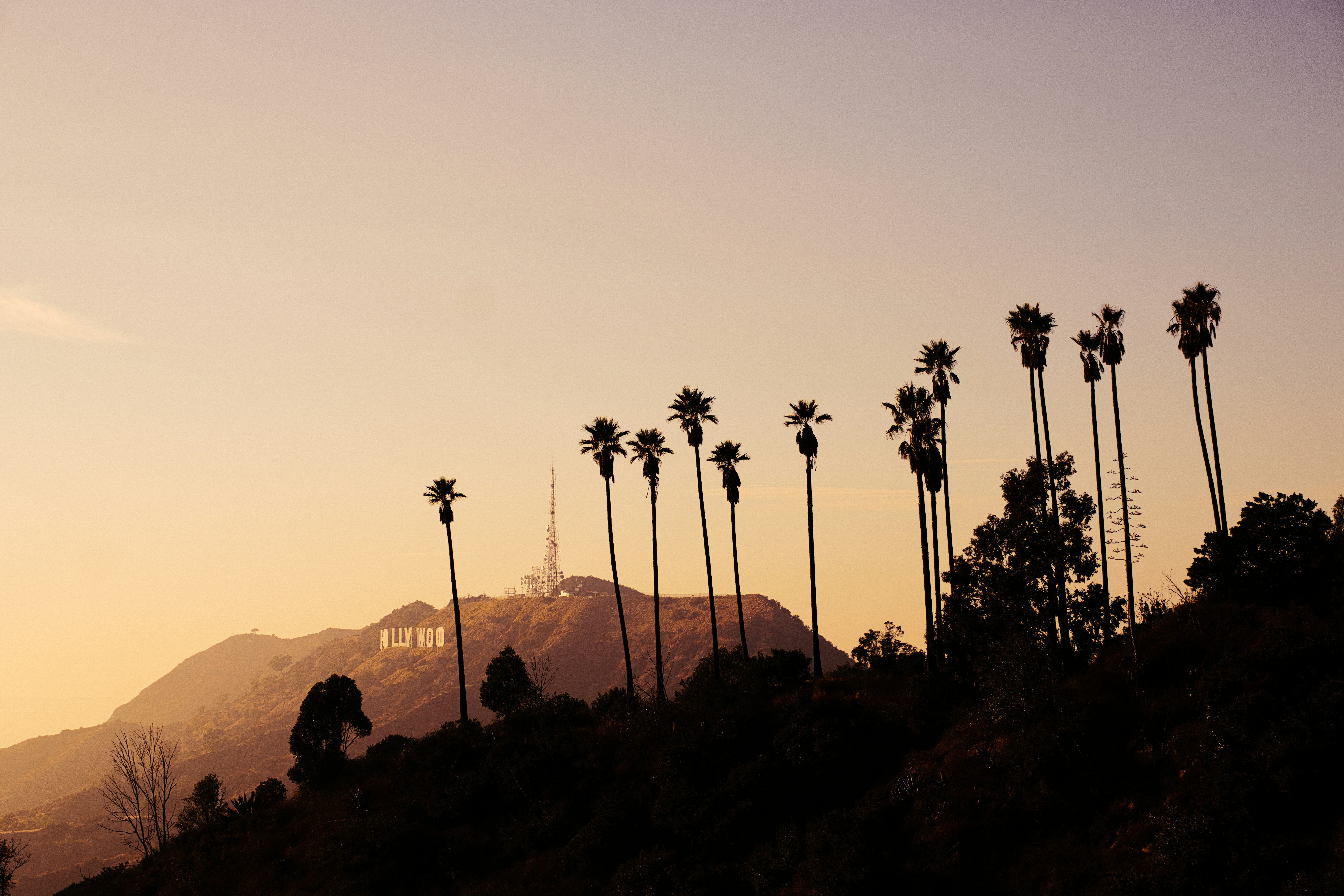 silhouette of trees during sunset