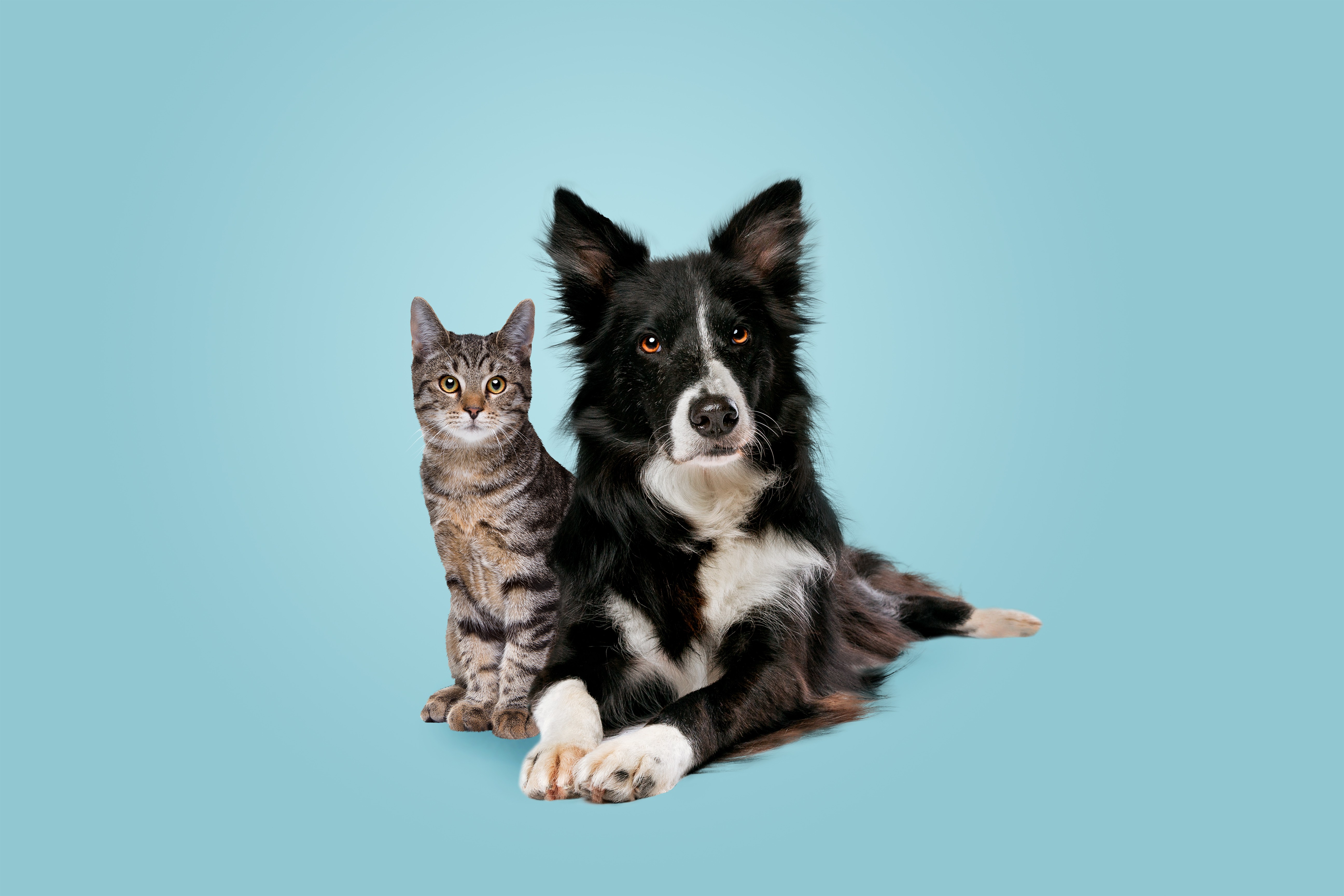 2026 The American Pet Owner Hero Image