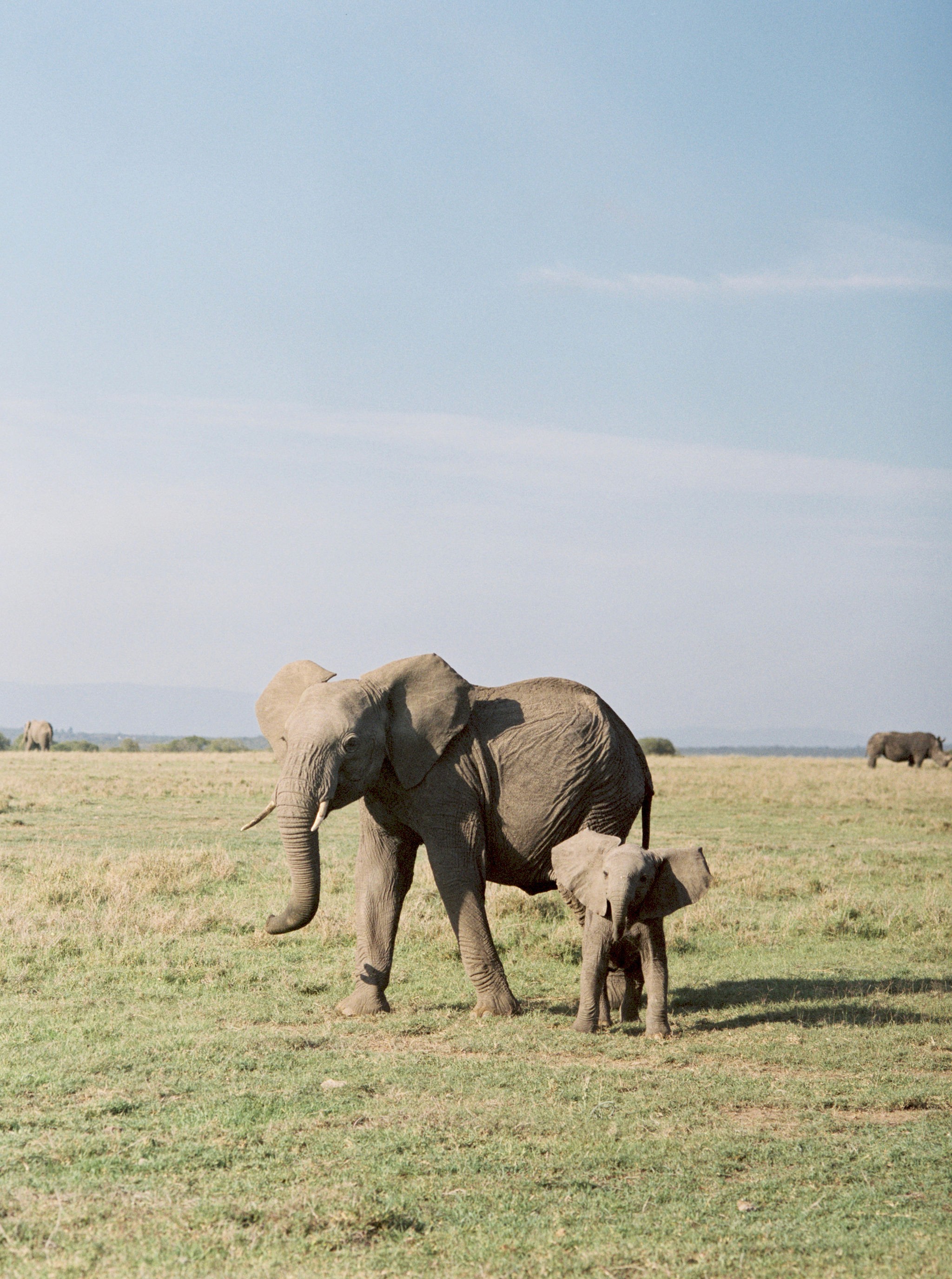 elephants game drive kenya, kenya safari retreat yoga wellness 2025