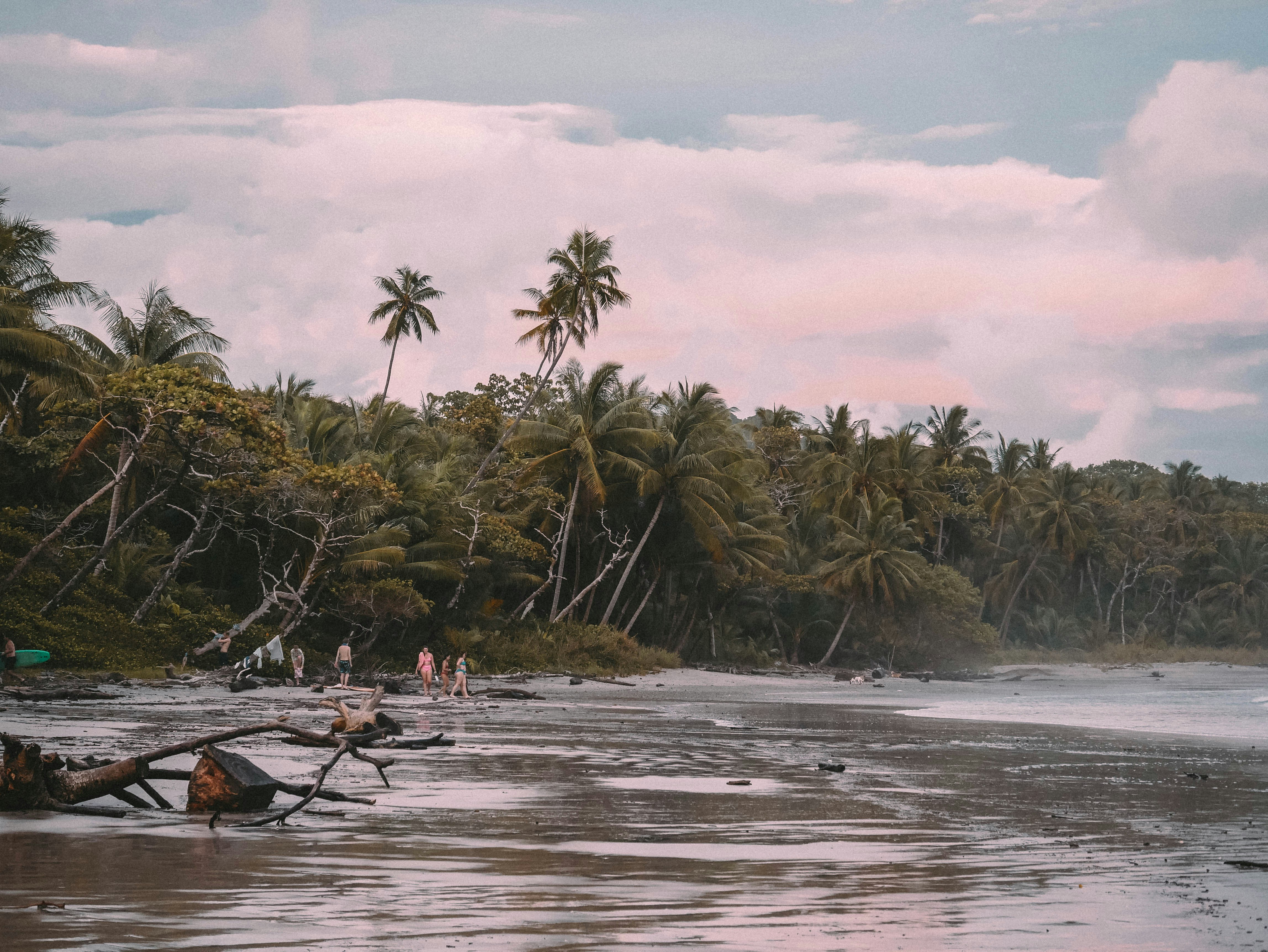 a beach with palm trees