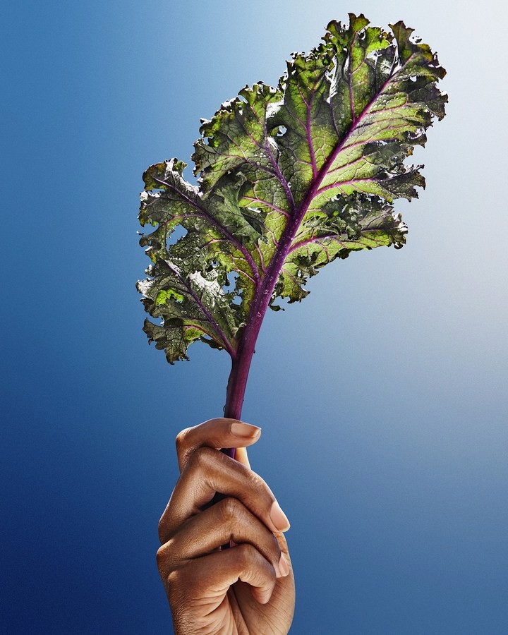 persons hand holding a leaf