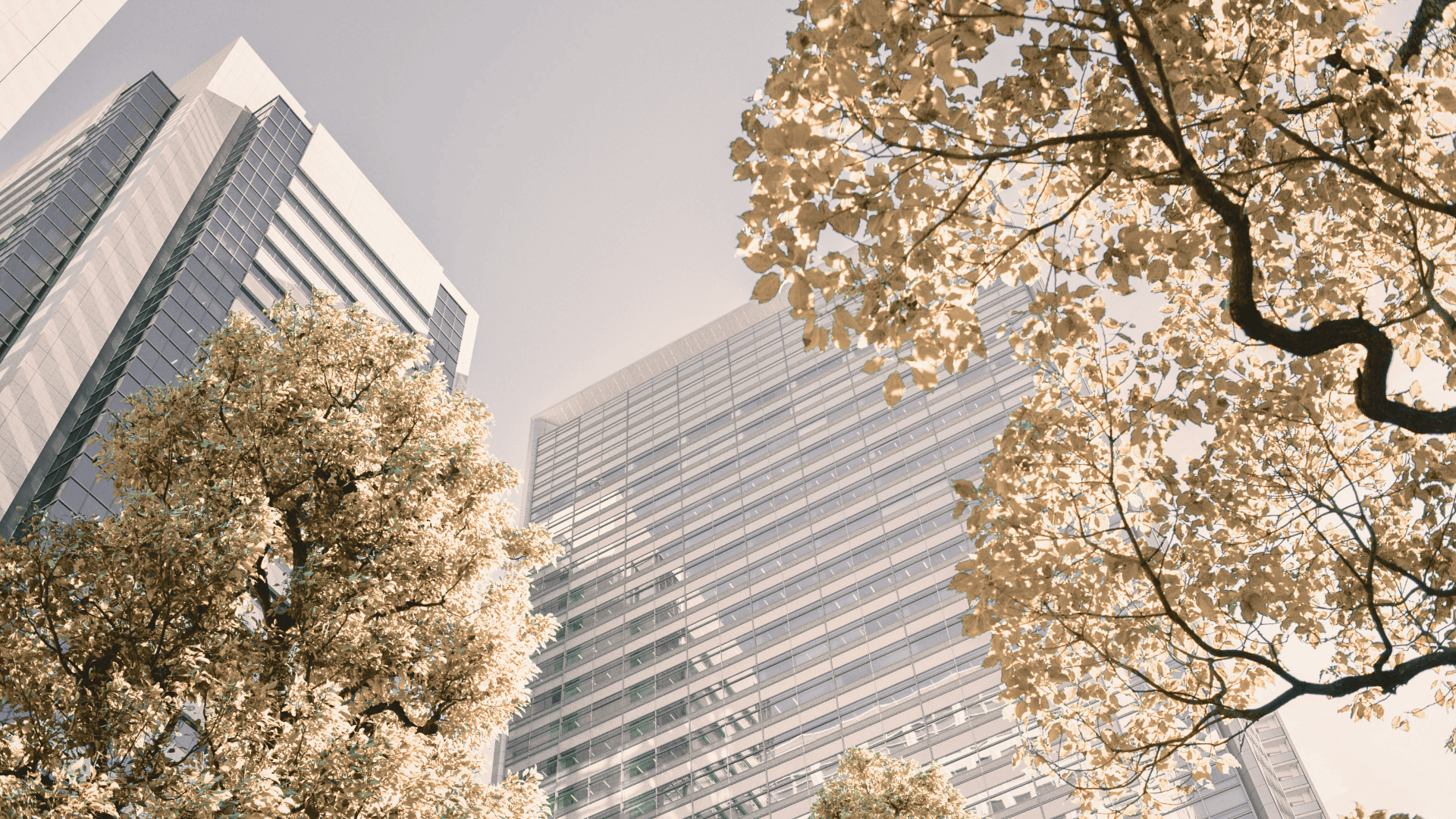 Trees and Office Tinted