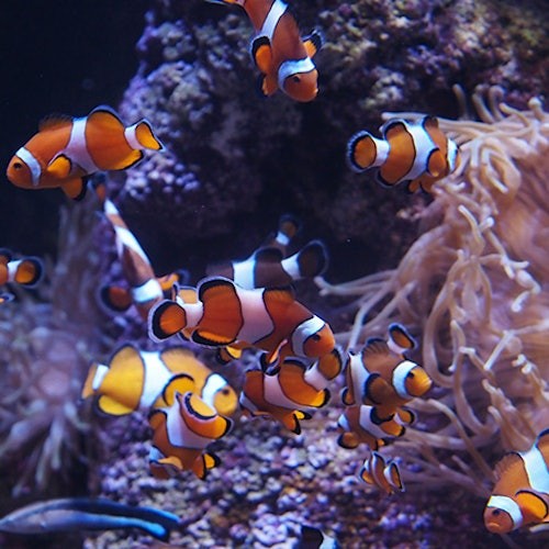 在充满活力的水下景象中，众多小丑鱼在珊瑚和海葵附近游动。