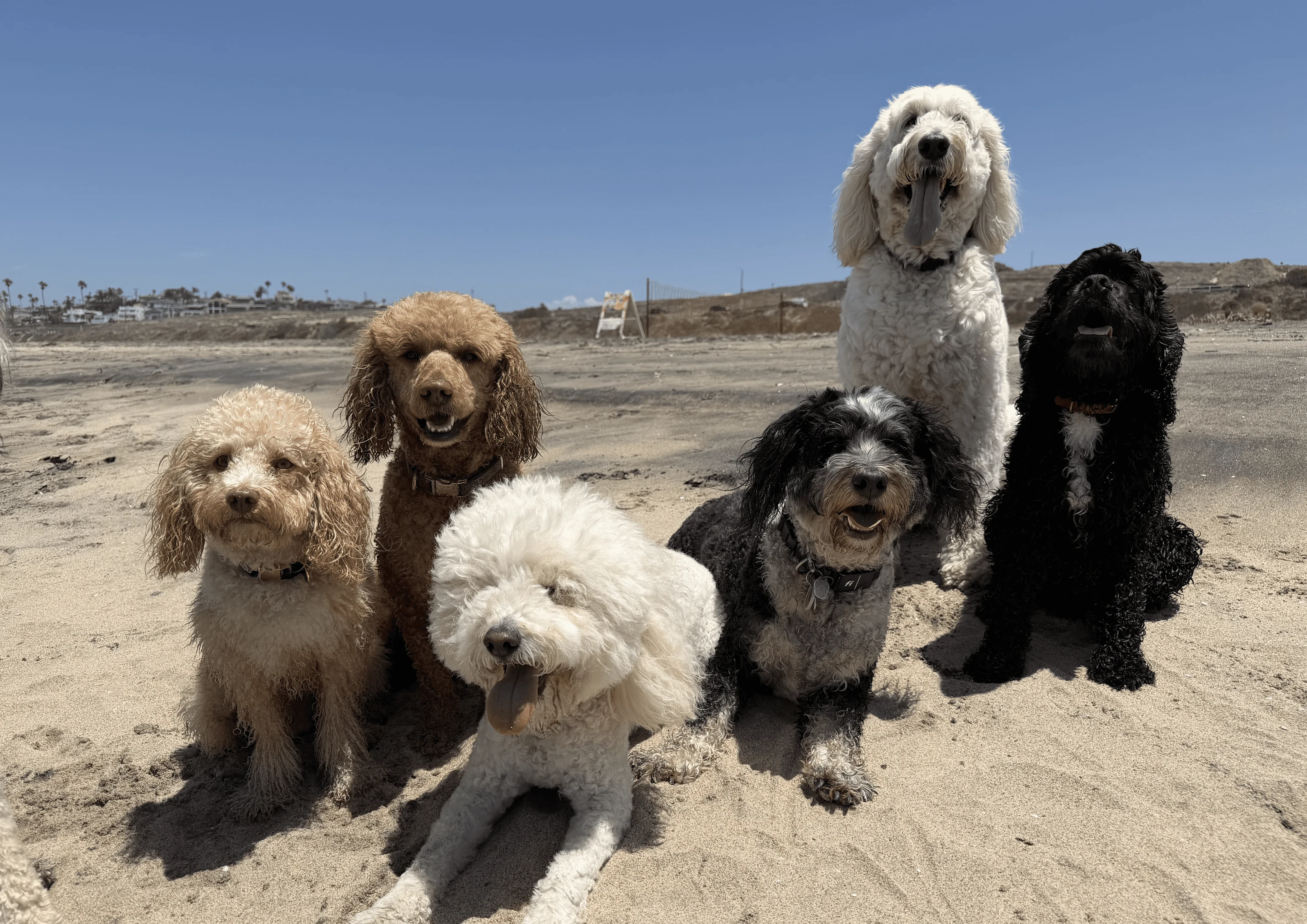 Six doodles sitting on the sand at the beach