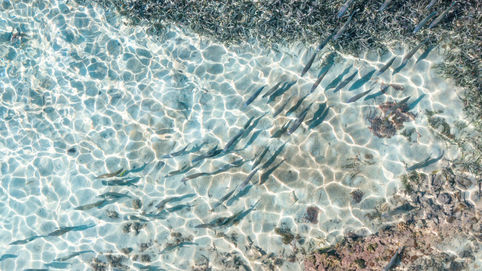 School of Bonefish swimming across a shallow, sandy flat